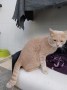 Findus (10)